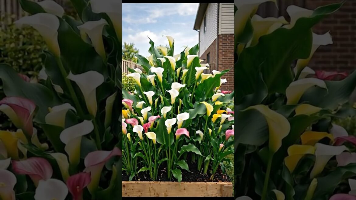Planting Calla Lilies with Eggshells 🌱 | Stunning Flower Bed Transformation Timelapse #gardening