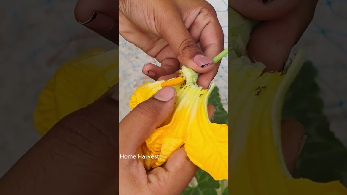 How to Hand Pollinate Pumpkin Flowers for Bigger Harvests 🎃 #pollination #shorts #gardening How to Hand Pollinate Pumpkin Flowers for Bigger Harvests 🎃 #pollination #shorts #gardening