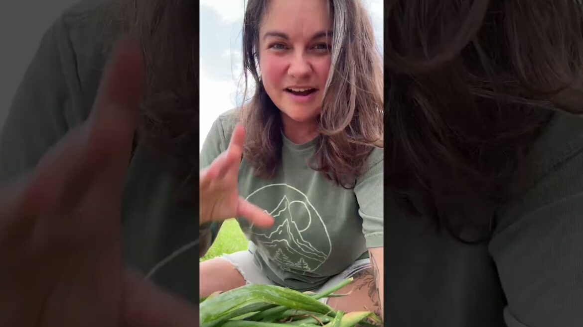 The onion harvest is in and here’s my plan for it. #gardening #growyourownfood