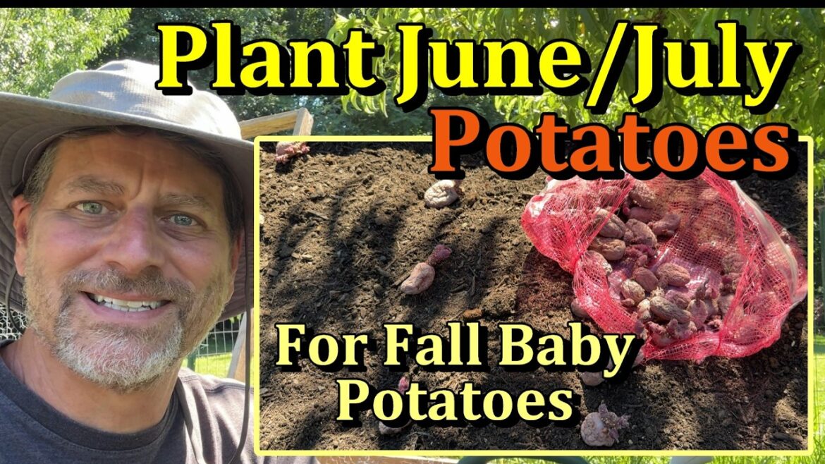 Gary Pilarchik: How to Plant Potatoes in June/July for Fall Potatoes (All the Steps) How to Plant Potatoes in June/July for Fall Potatoes (All the Steps)