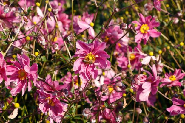 This image provided by Terra Nova Nurseries shows Anemone HARLEQUIN Cameo, a new introduction for 2026. (Terra Nova Nurseries Via AP)