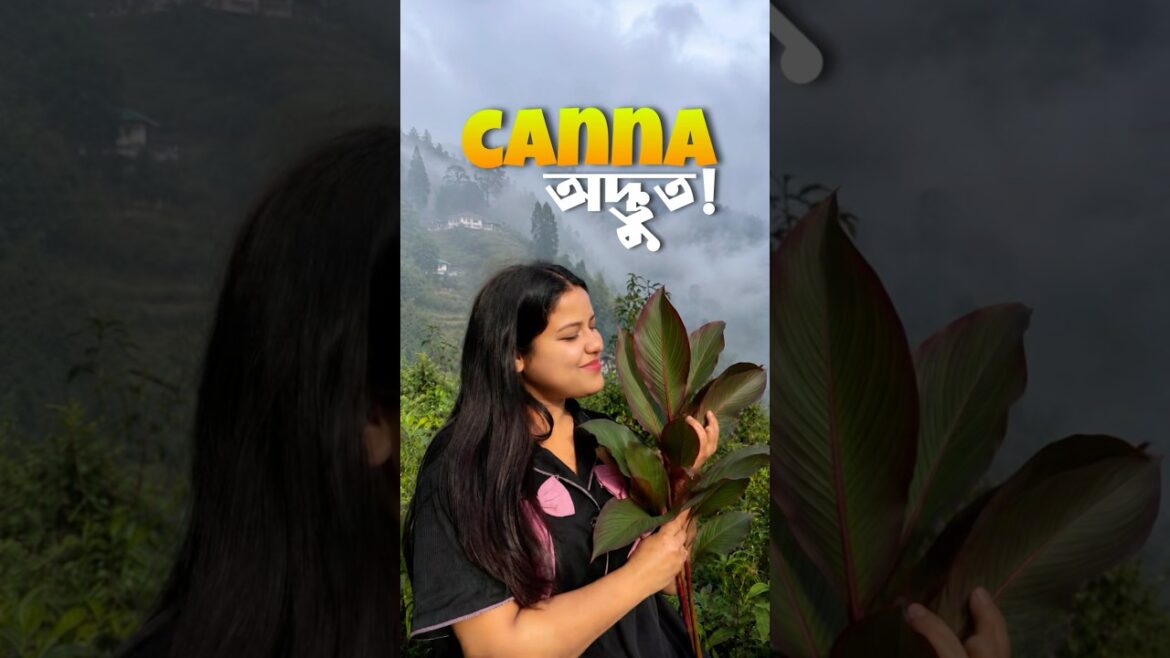 এটা কী খুঁজে পেলাম আবার!😳😩🌼 #shorts #lifestyle #bengali #gardening #mountain #freeplants #lily এটা কী খুঁজে পেলাম আবার!😳😩🌼 #shorts #lifestyle #bengali #gardening #mountain #freeplants #lily