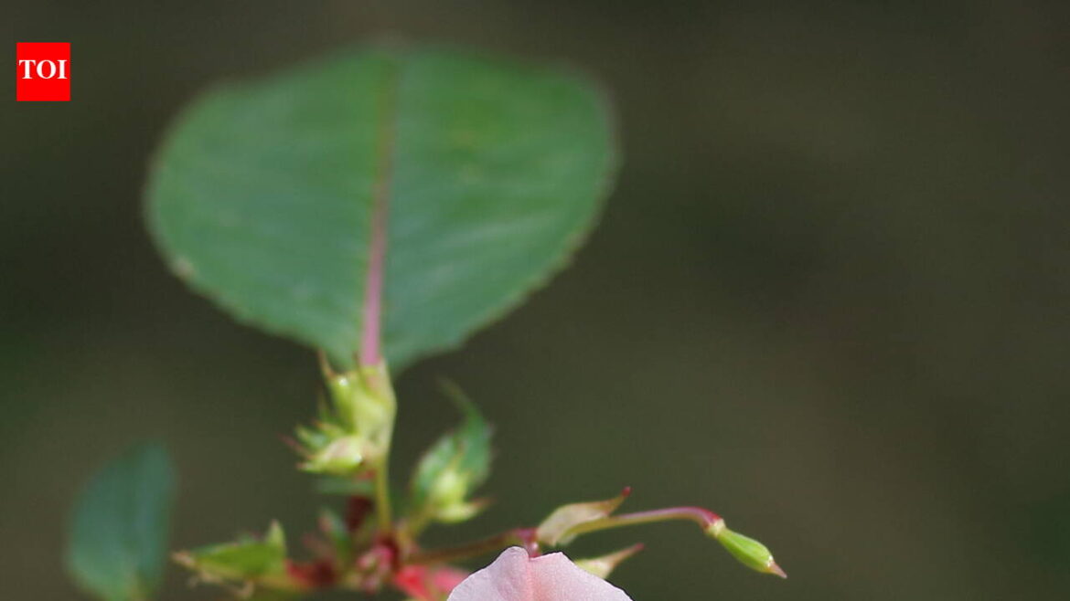 In 1839, Britain imported Himalayan balsam to Kew Gardens as a showy garden flower: 187 years later, the escaped invader weakens UK riverbanks every winter | In 1839, Britain imported Himalayan balsam to Kew Gardens as a showy garden flower: 187 years later, the escaped invader weakens UK riverbanks every winter |