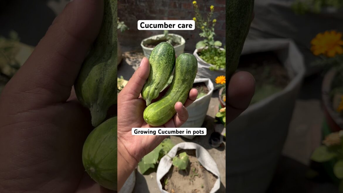Khire ki dekhbhal #cucumber #garden #vegetables #gardening #trending #shorts @OrganicGardening1918 Khire ki dekhbhal #cucumber #garden #vegetables #gardening #trending #shorts @OrganicGardening1918