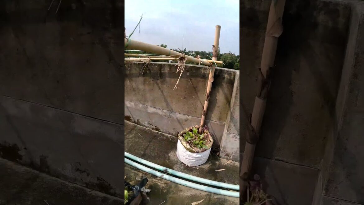 ছাদ বাগানের ২৫ তম দিনের আপডেট |   #greenrevolution #gardening #greenrooftop #shorts