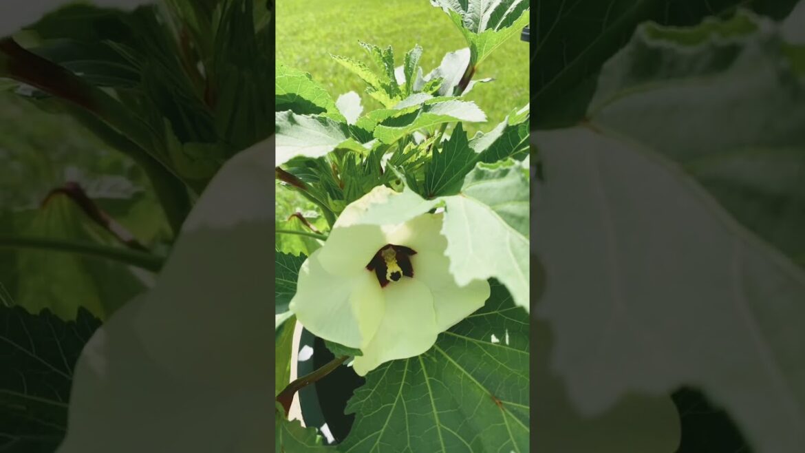 #garden #containergardening #dwarfkale #dwarfokra - 6/23/26