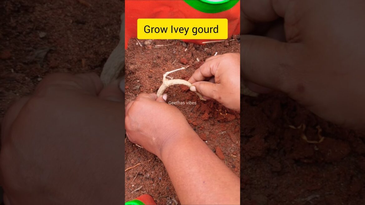 దొండకాయ Plant ని మా Garden లో నాటాను! 🌱🏡 | Easy Vegetable Gardening 😍 #Shorts
