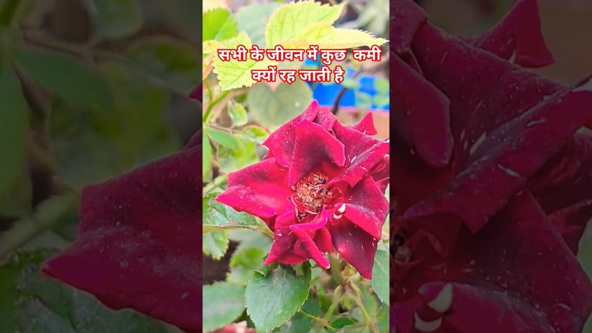 जीवन में  कमी  क्यों रह जाती है 🤔🪴 #garden #gardening #plants #motivation #trending #shortvideo