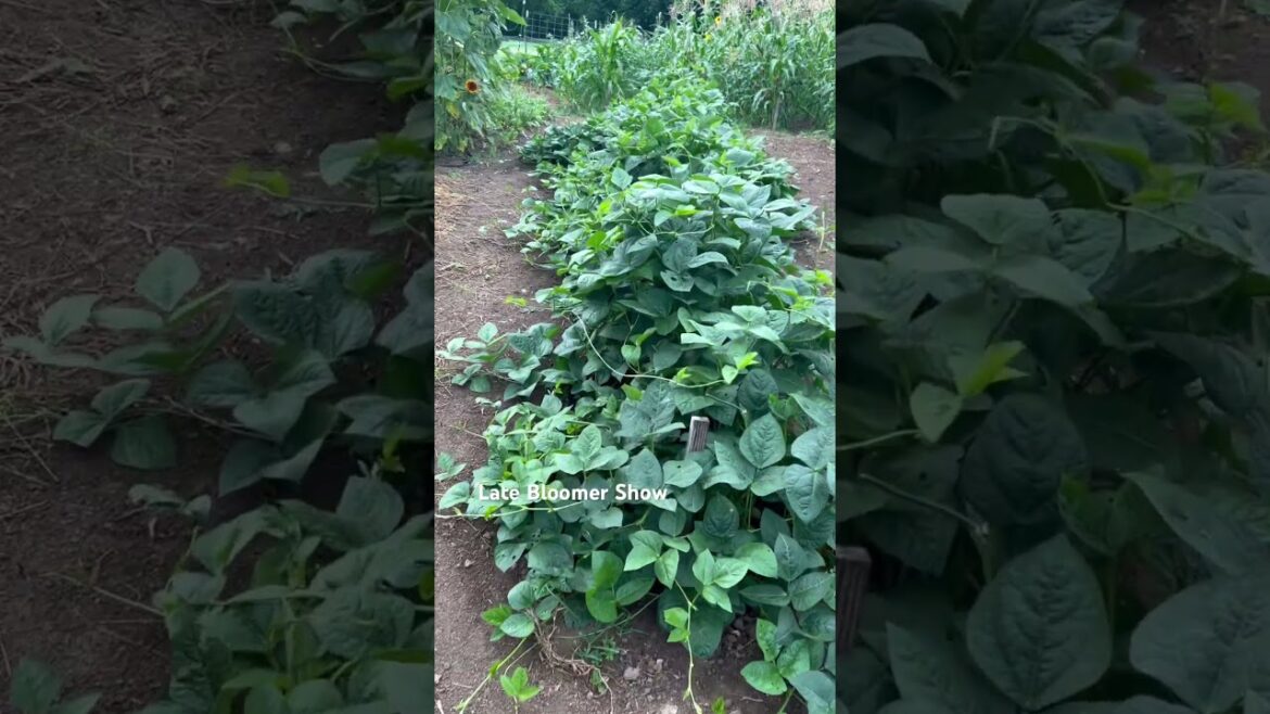 Let’s check Lower Garden Part 1🪴