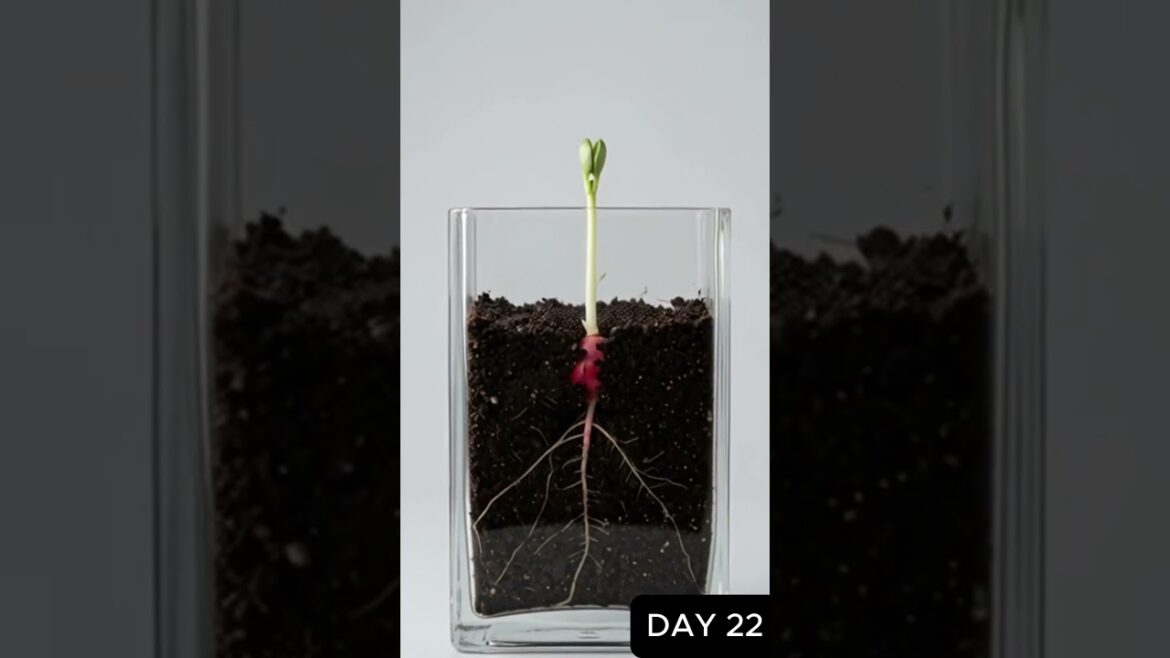 Watch a Radish Grow From Seed to Harvest 🌱 Timelapse #shorts