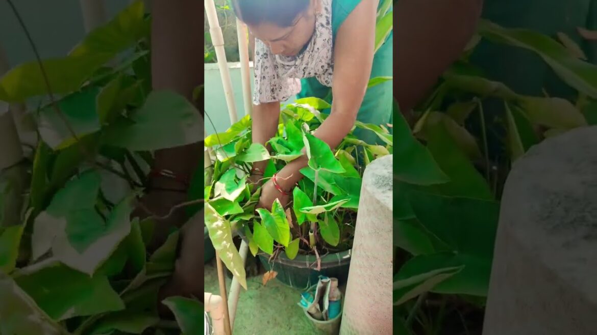gudiya ke patte lagaye  tab mein |terrace garden |#gardening #garden #shots #nature