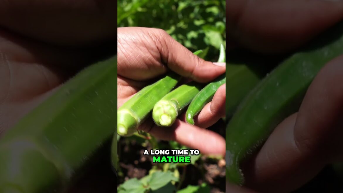 Harvesting Indian Long Okra: Tender, Productive & Delicious! 🥬