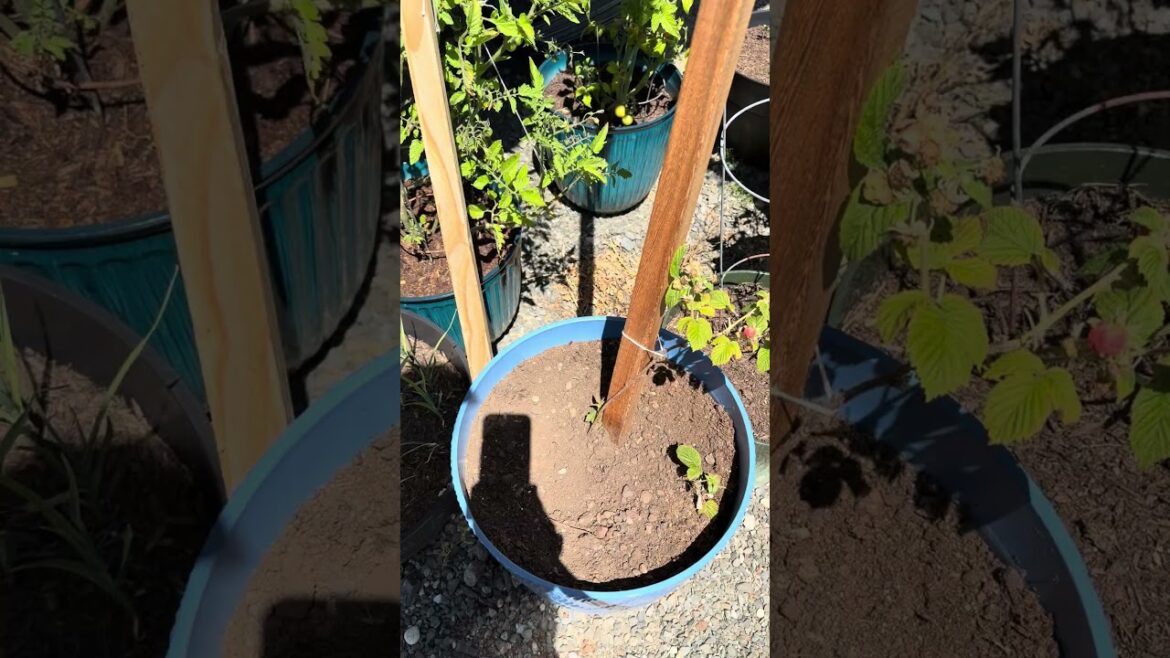 Container garden watering routine #gardendelight #plantcare Container garden watering routine #gardendelight #plantcare