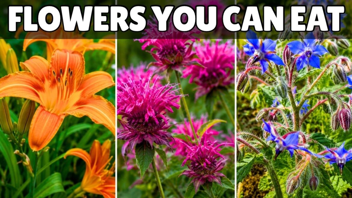 6 Beautiful Perennial Flowers You Can Eat Every Year 6 Beautiful Perennial Flowers You Can Eat Every Year