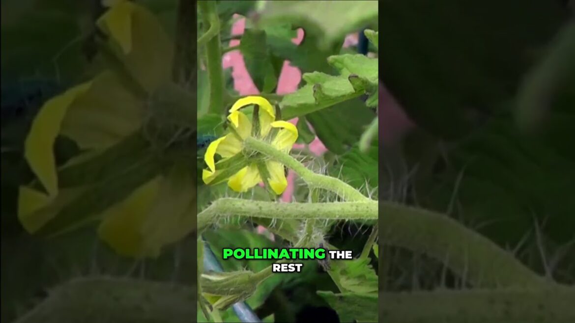 California Gardening: Hand-Pollinate Tomatoes Like a Pro! π
Ensure a Bountiful Harvest Hand-Pollinate Tomatoes Like a Pro! π
Ensure a Bountiful Harvest