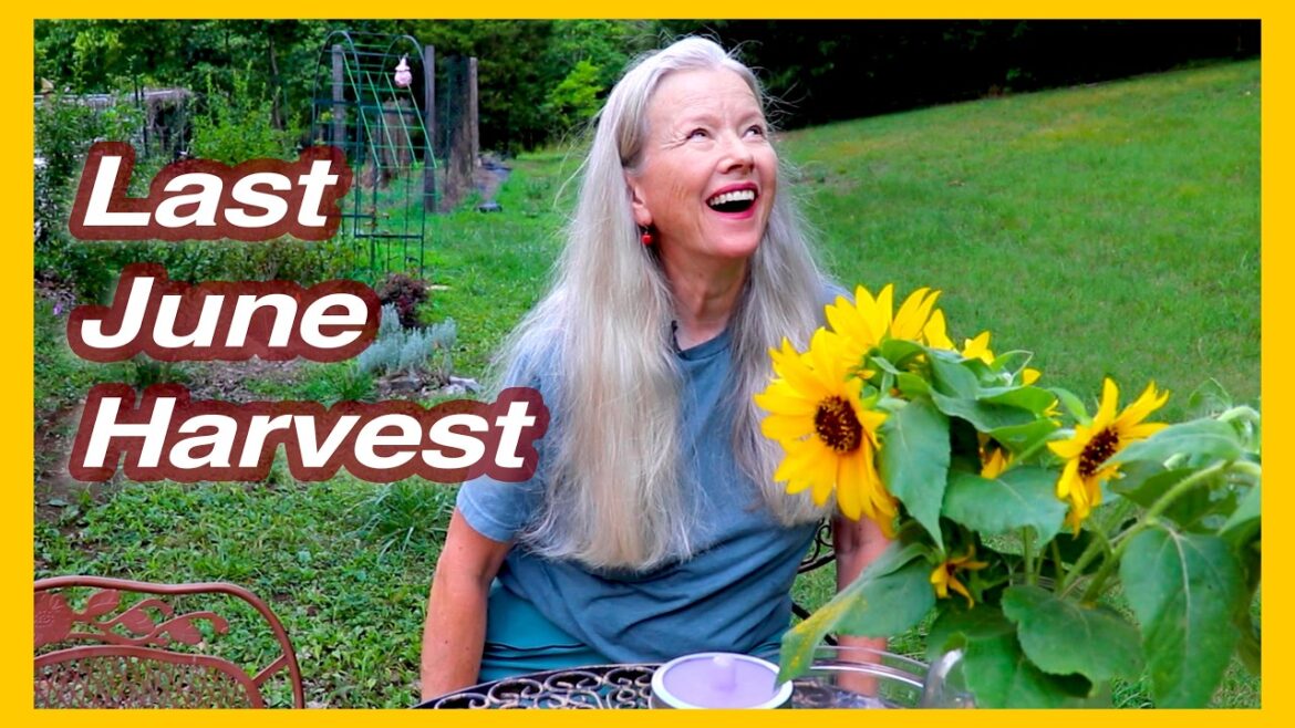 Kaye Kittrell: Sharing my last June Harvest (ferment, infusion) Sharing my last June Harvest (ferment, infusion)
