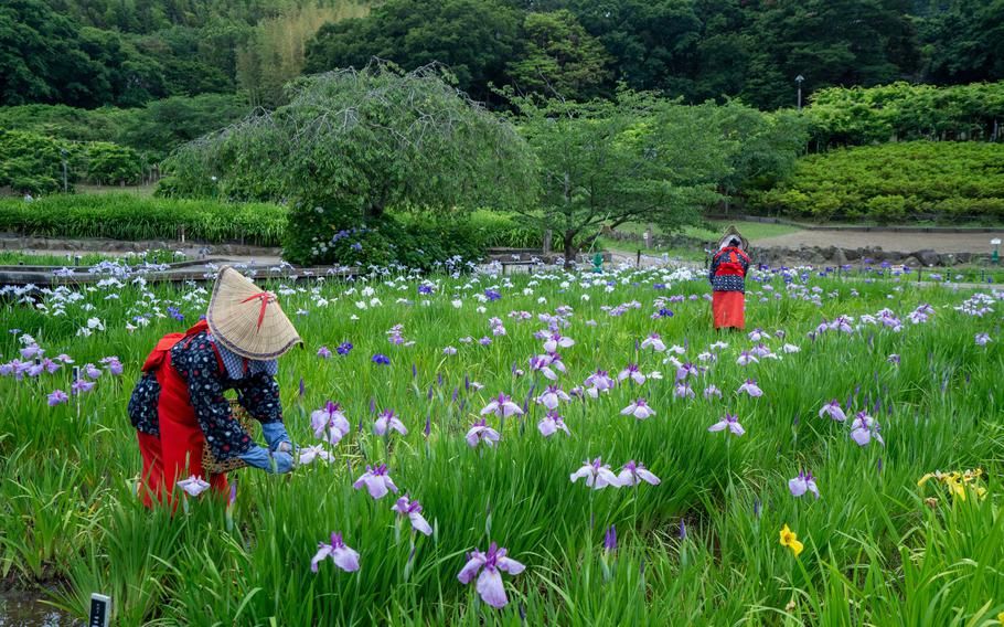 Women in traditional outfits tends to irises in a flower field.