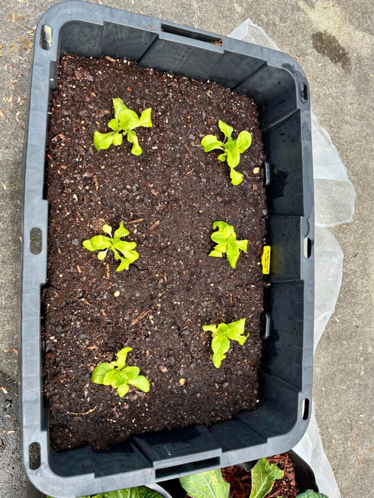 So this is why lettuce is called an instant gratification crop – these photos are just one month apart! So this is why lettuce is called an instant gratification crop - these photos are just one month apart!
