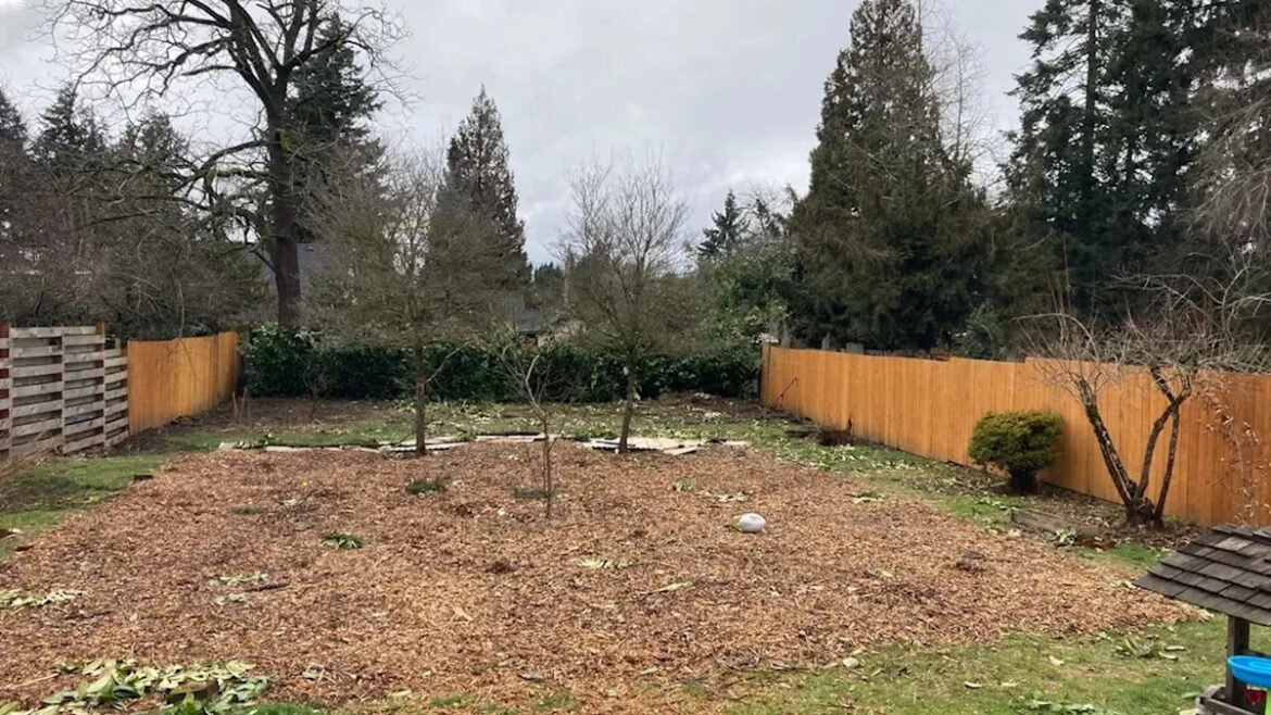 Oregon food forest packs fruit trees 13 feet apart, and now the gardener is drowning in berries Oregon food forest packs fruit trees 13 feet apart, and now the gardener is drowning in berries