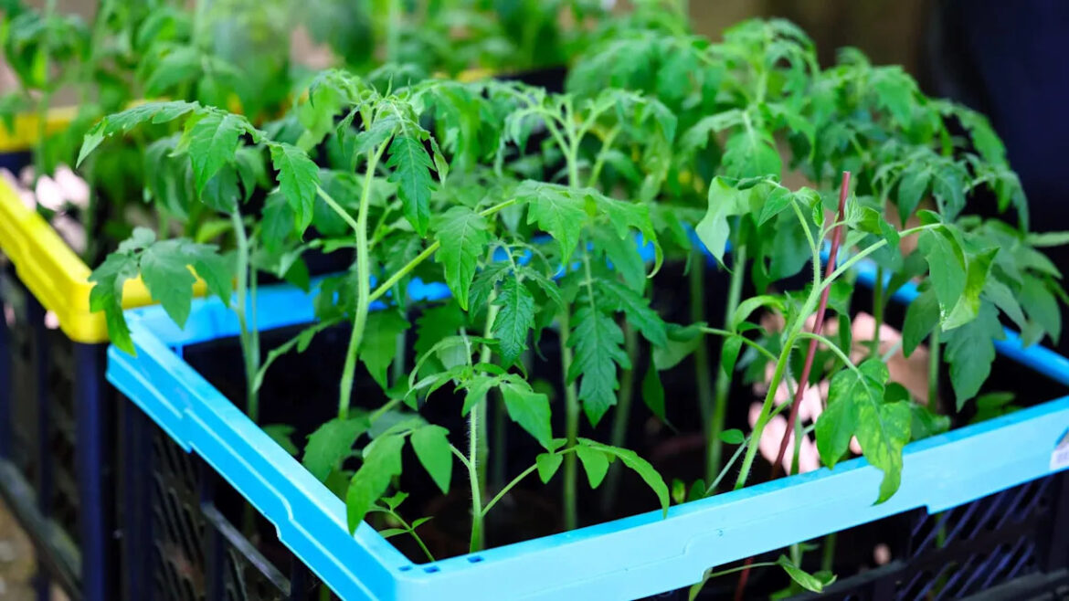 ‘Googling, planting, and screaming’: New gardener can’t believe their first tomatoes actually grew 'Googling, planting, and screaming': New gardener can't believe their first tomatoes actually grew