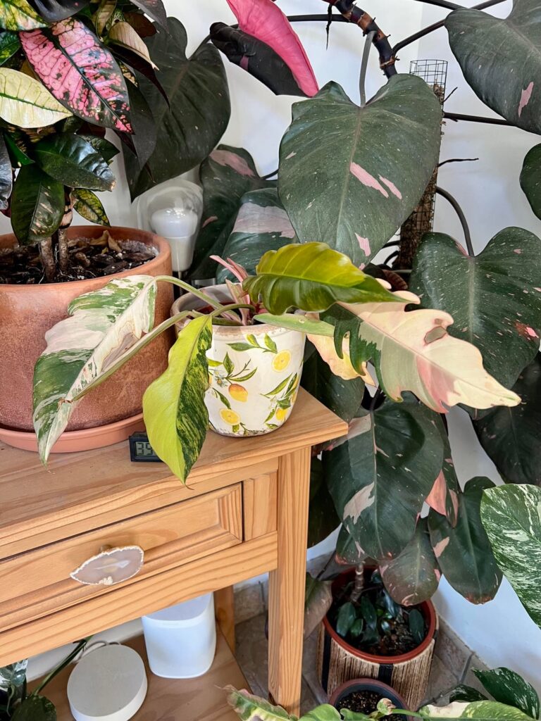 My caramel marble gave me 2 beautiful leaves since I brought it home 🥰