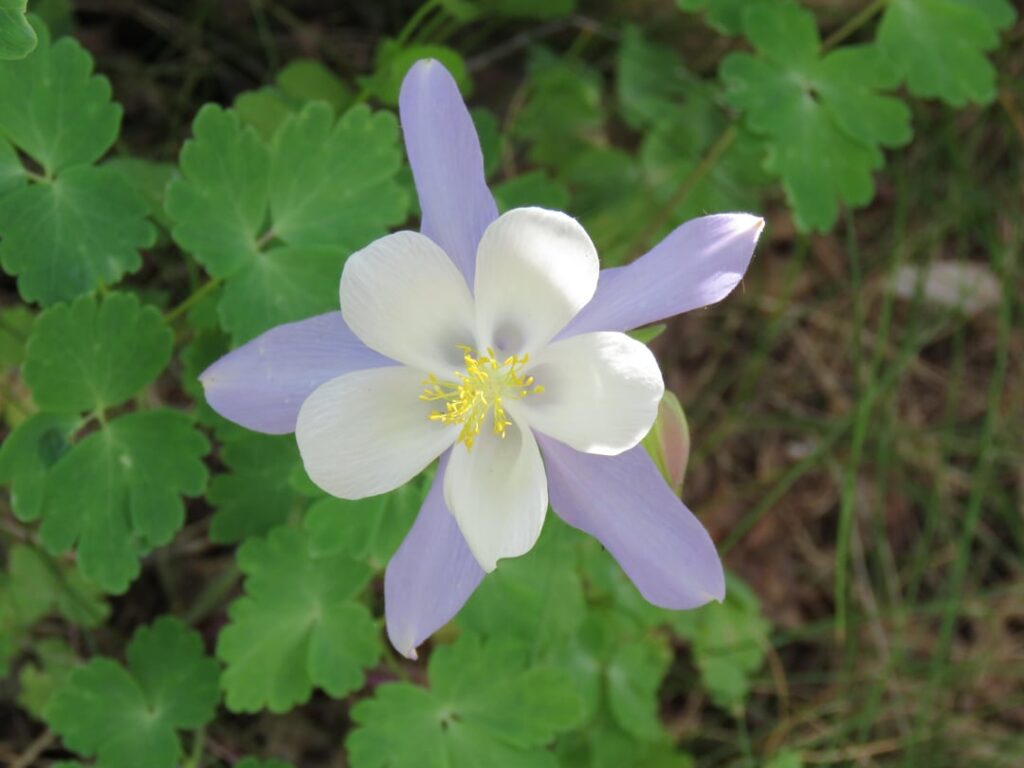 Wildflowers of Colorado!