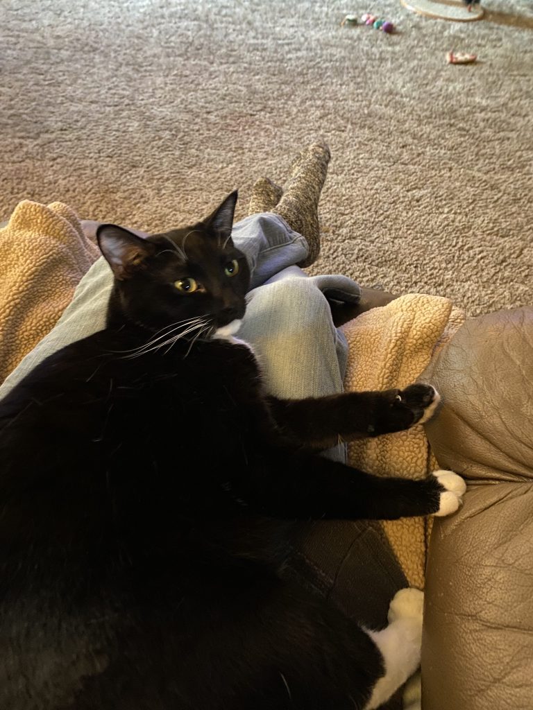 a black and white cat curled up on a lap