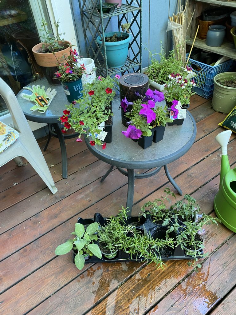 a group of new transplants freshly watered on the patio