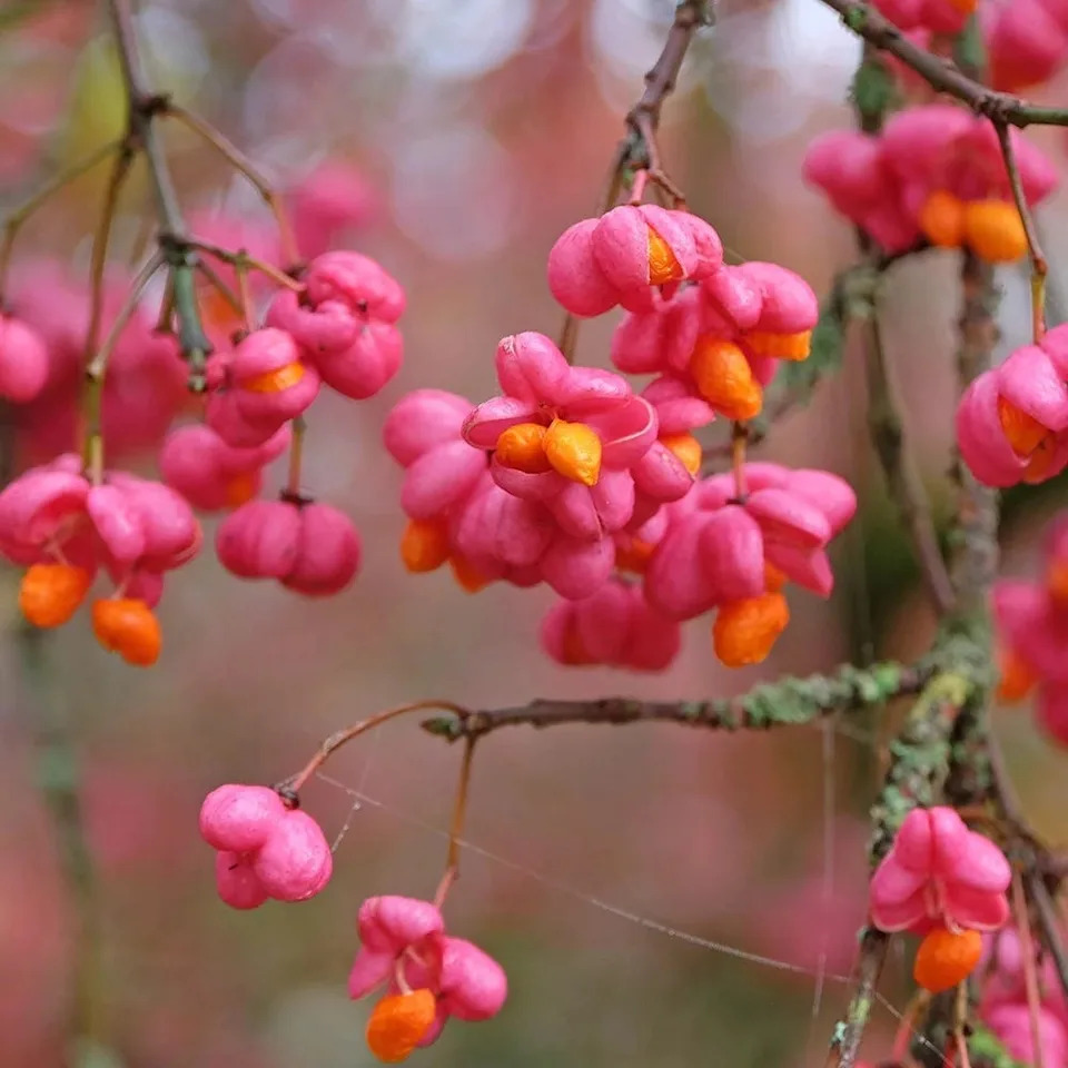 6 low-allergy, lung-friendly plants to grow for a healthier garden