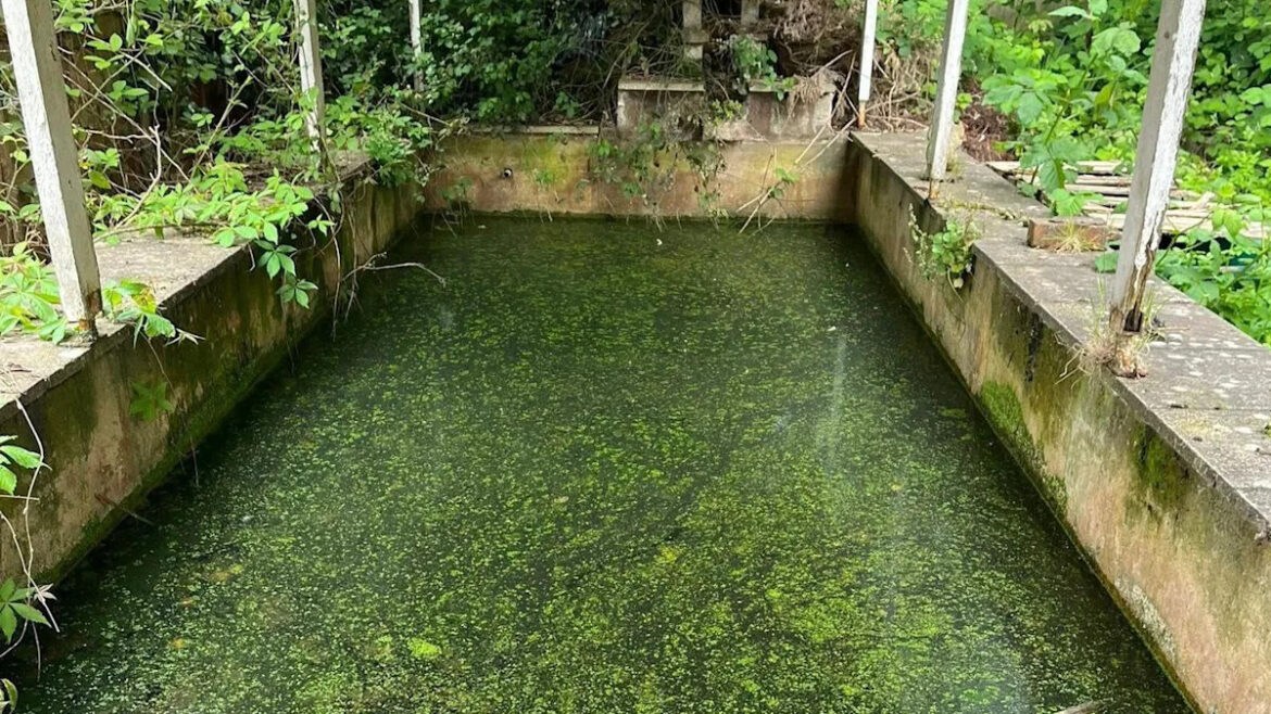 How did 16 cats die in an abandoned garden pond? How did 16 cats die in an abandoned garden pond?