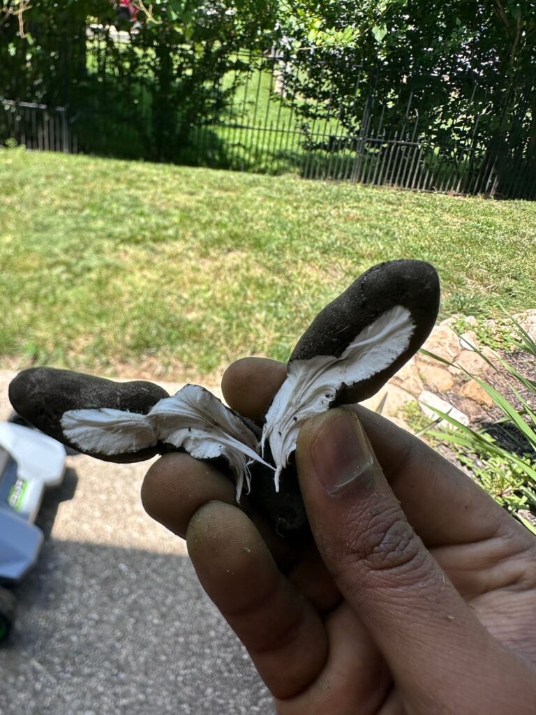 What is this?