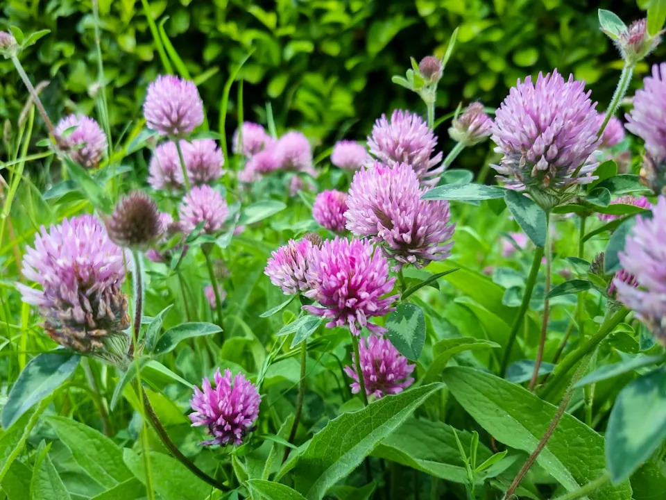 wild red clover growing