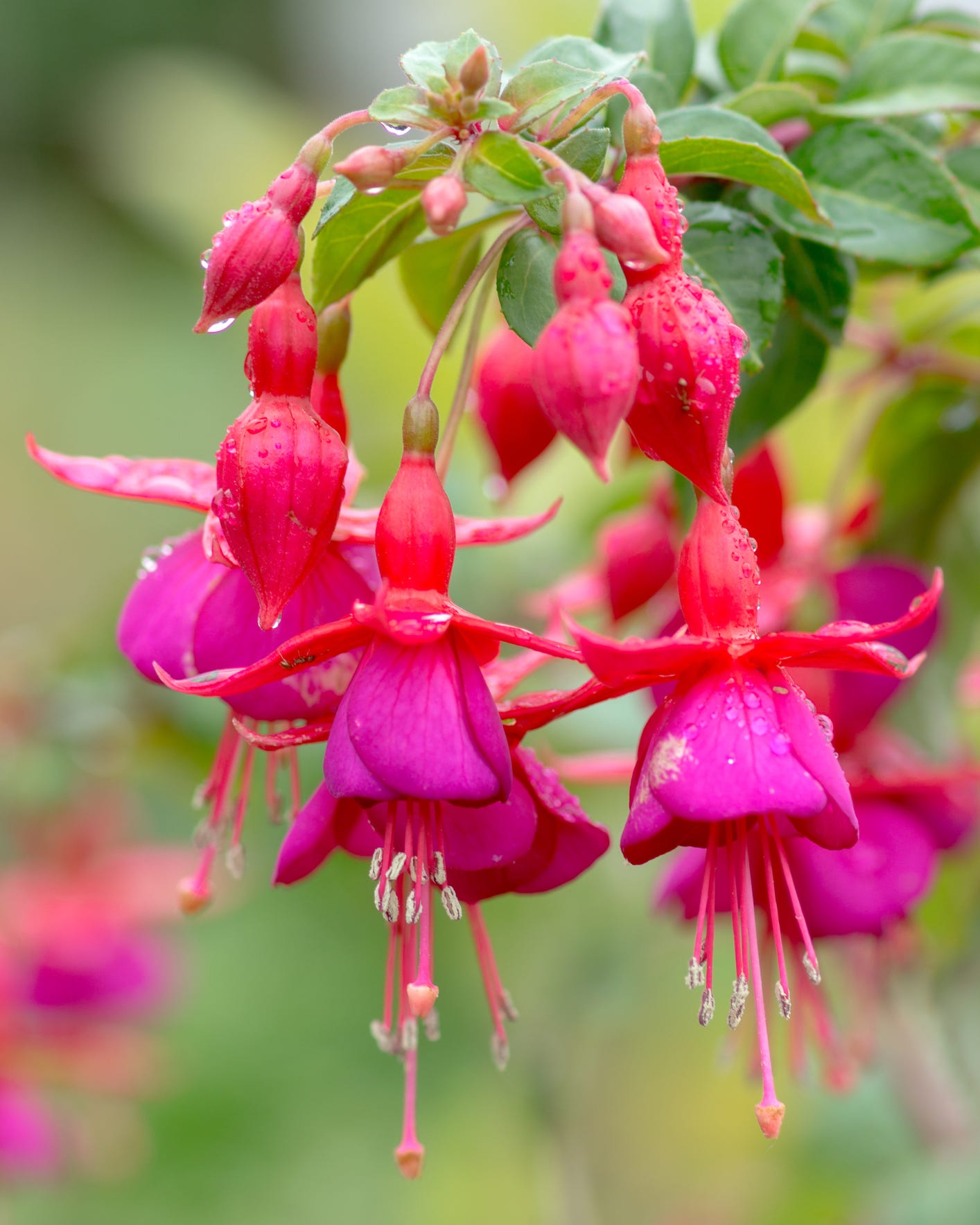 Fuchsia