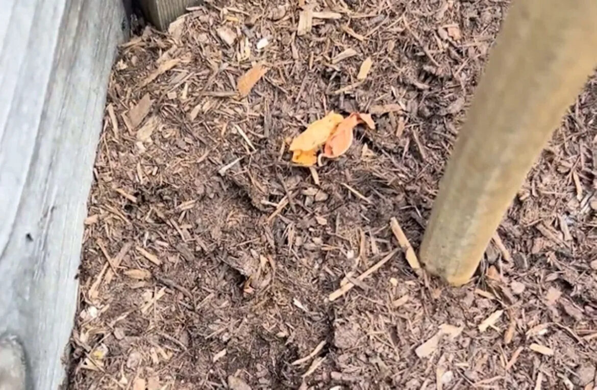 Gardener checking edible bed finds ants moving white larvae, and growers urge one safe fix