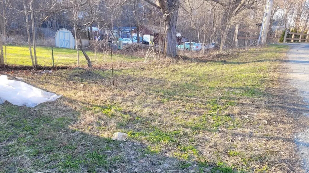 'A lot can happen in 9 weeks': Gardener turns $175, library seeds, and wood chips into a lush garden