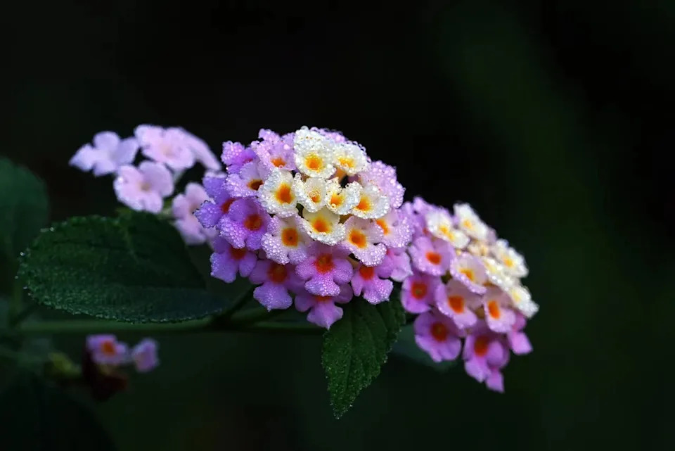 3. Lantana - The Nonstop Bloomer (Image Credits: Pixabay)