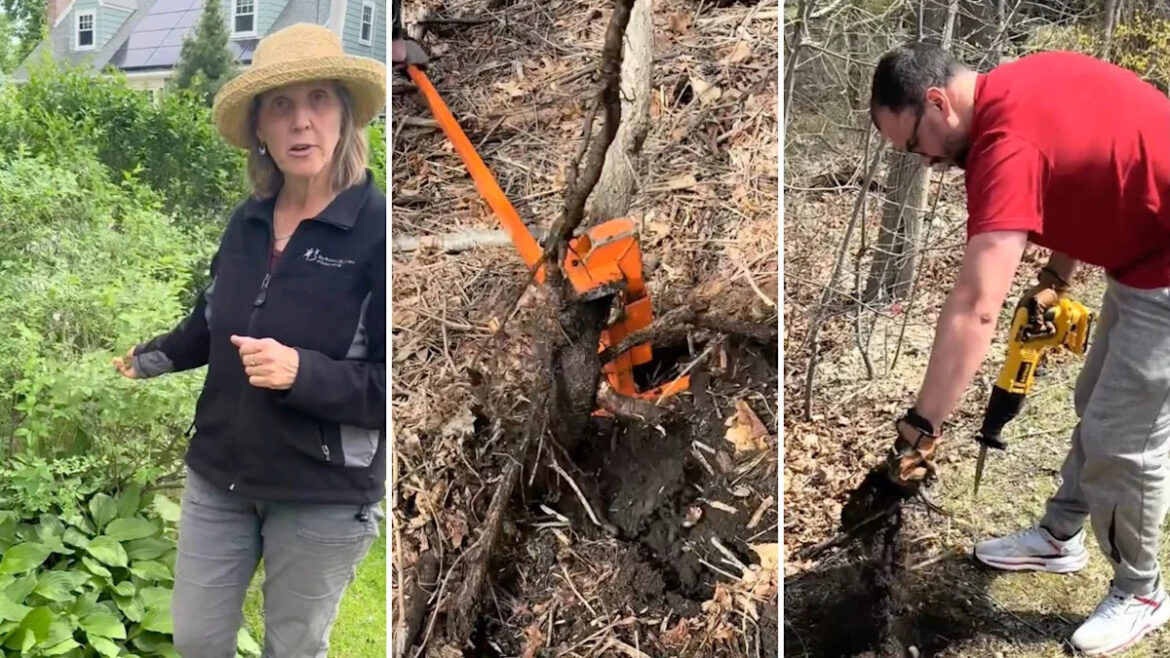 Homeowner asks what’s in the yard, and a gardener starts naming invasive shrubs one by one Homeowner asks what's in the yard, and a gardener starts naming invasive shrubs one by one