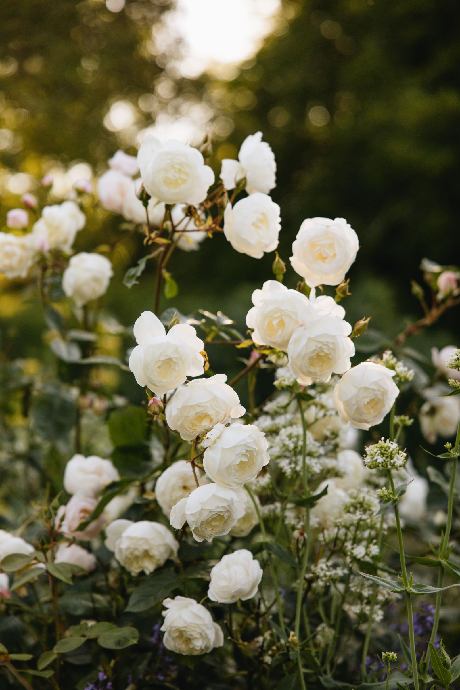 Image may contain Flower Plant Rose Petal and Anemone