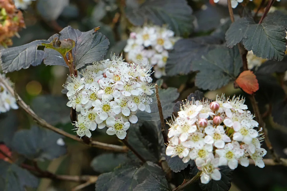 Physocarpus in flower (Alamy/PA)