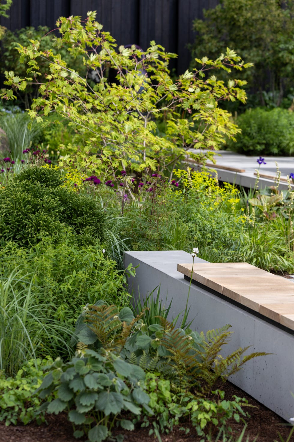 rhs chelsea flower show 2026 the asthma and lung uk breathing space garden