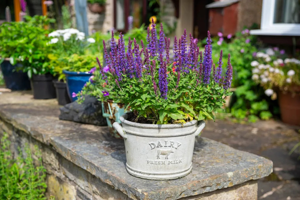 a short perennial with rich blue and purple flowers ideal for growing in a pot