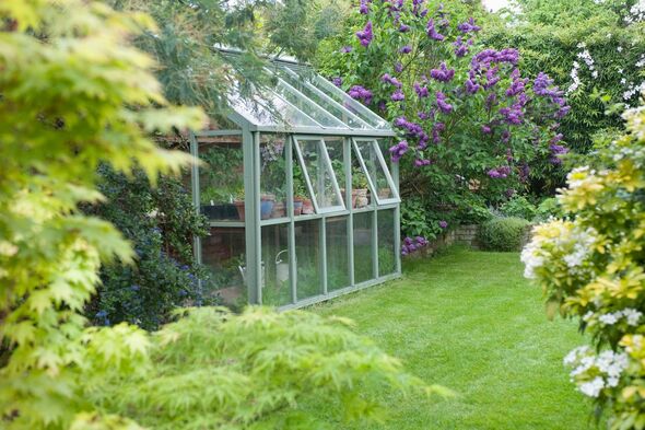 Greenhouse in back garden with open windows for ventilation