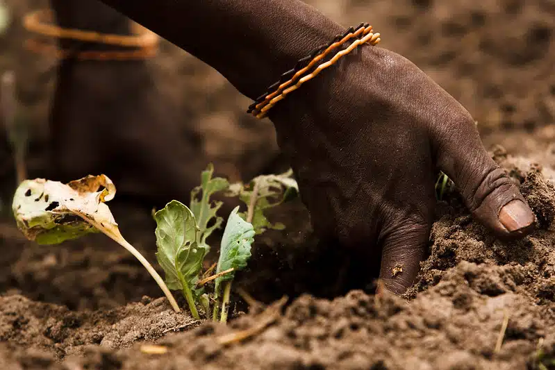 Growing Hope: Community Gardens for Displaced Communities Community Gardens for Displaced Communities