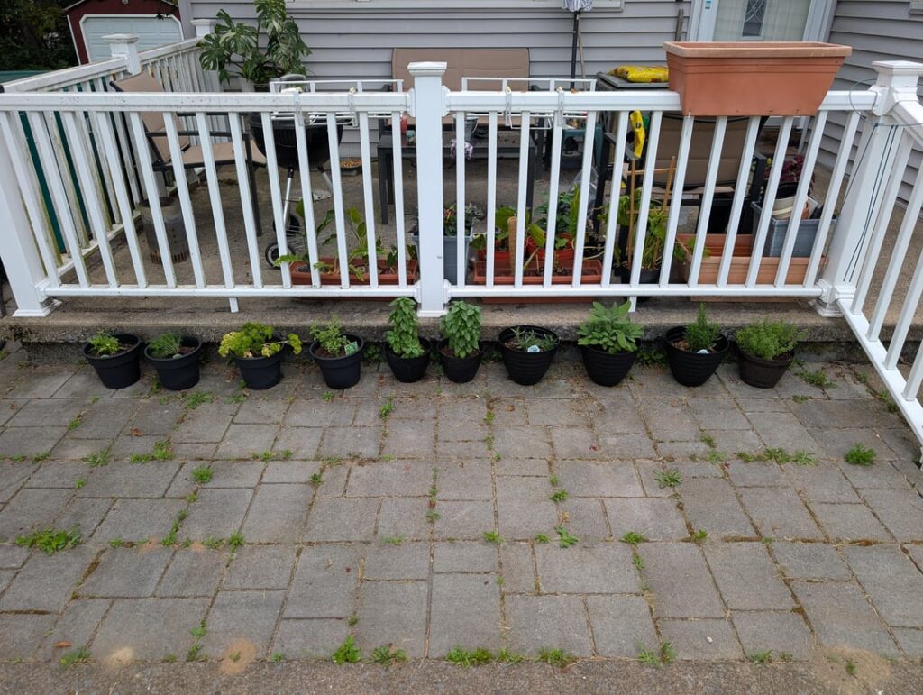 Herb garden going well! Herb garden going well!