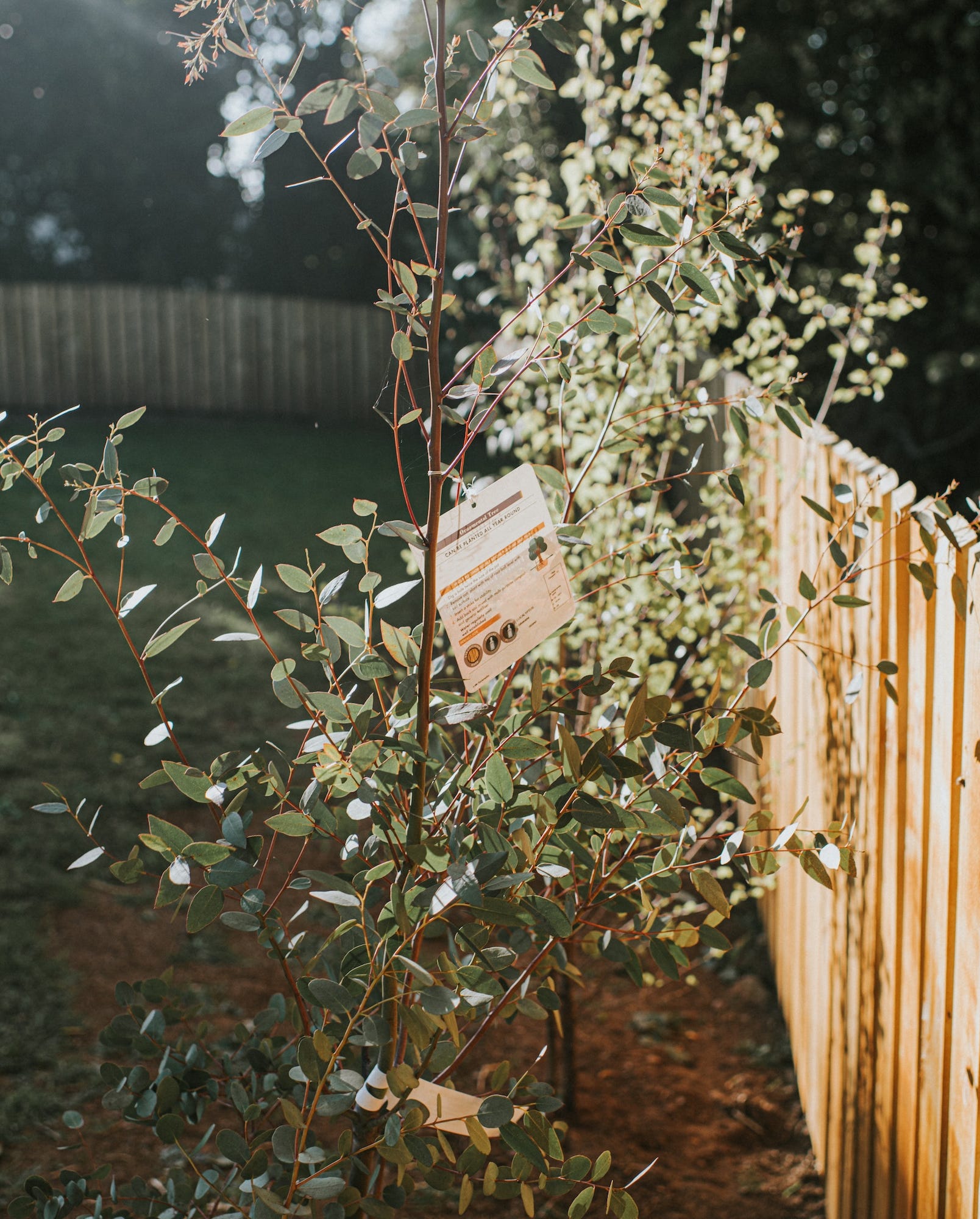 a new eucalyptus sapling, still holding it's label, has been bought and planted in a garden against a fence.