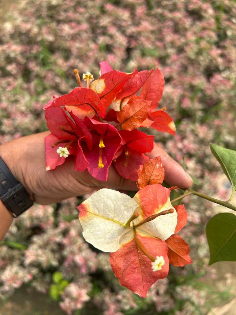 Vibrant now, but the real beauty unfolds this winter.