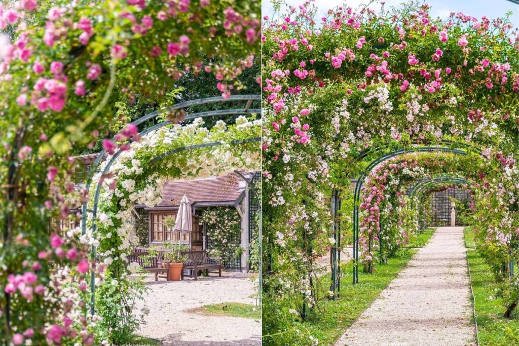 “Nearly 3,000 varieties of roses” The world’s oldest rose garden is located 40 minutes from Paris. And June is the perfect time to admire the roses in full bloom