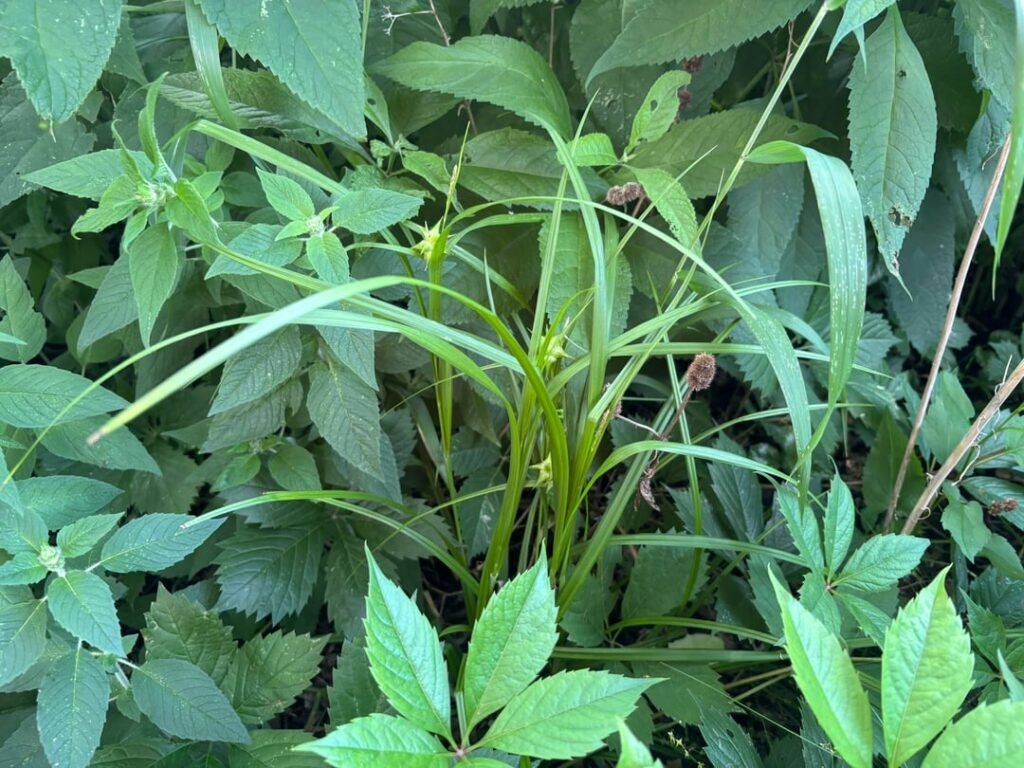 One of my proudest native plant gardening achievements: Gray's Sedge (Carex grayi) is blooming!