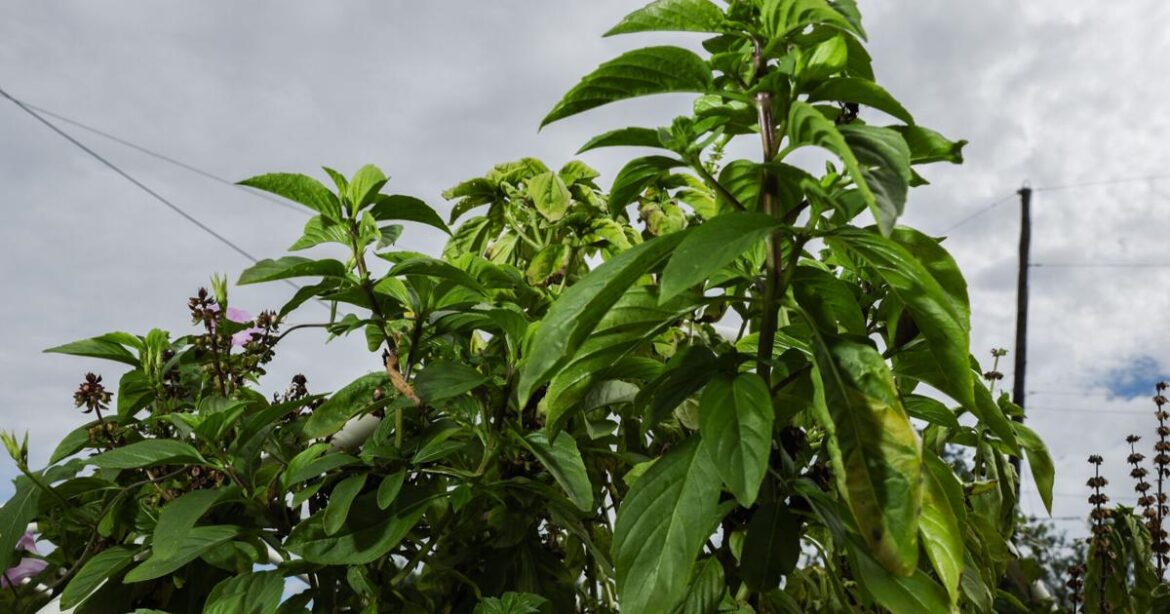 Best Herbs for Hot and Humid Summers in South Louisiana | Home/Garden