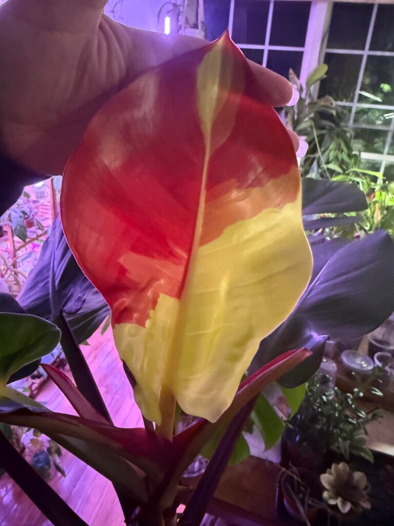 Newest leaf on my Yellow Flame Philodendron